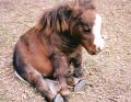 MINIHORSE's Avatar